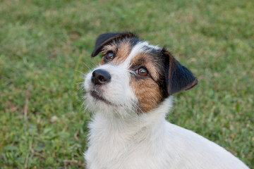 Cute jack russell terrier puppy close up. Pet animals.