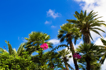 Palm trees and flowers in summer on the sunny day