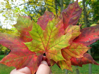 Maple leaves in hand on a background of trees