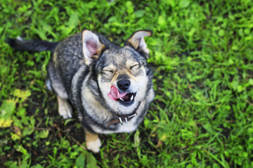 top view of cute funny dog standing on green grass lifting his head up and sticking his tongue out of pleasure