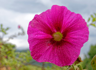 vibrant violet colored hibiscus wet flower top view close up