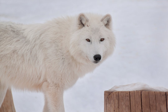Wild alaskan tundra wolf is looking at the camera. Canis lupus arctos. Polar wolf or white wolf.