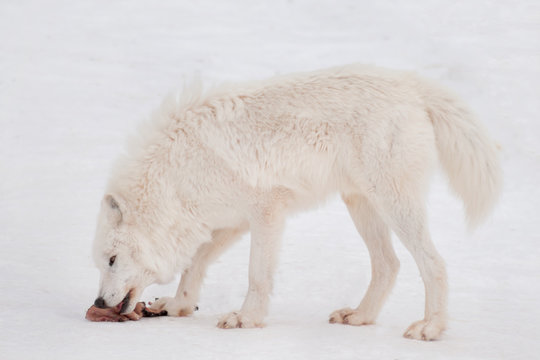 Wild alaskan tundra wolf is eating a piece of meat.Canis lupus arctos. Polar wolf or white wolf.