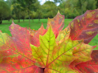 Maple leaf background