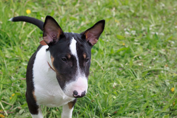 Cute miniature bull terrier is standing on a blooming meadow. Pet animals.