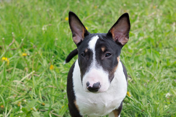 Cute miniature bull terrier close up. Pet animals.