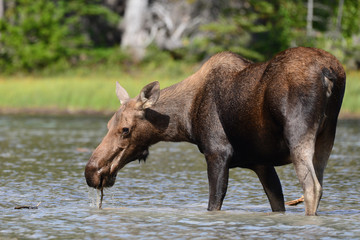 Cow Moose Glacier National Park