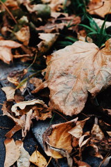Autumn 1