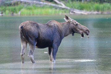 Cow Moose in water Glacier National Park