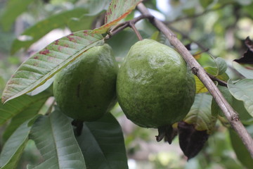Fruits on tree