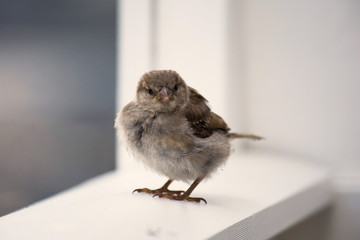 Little cute bird eating crumbs on wooden shelve, wildlife