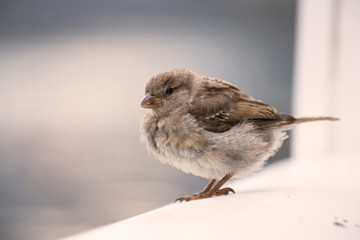 Little cute bird eating crumbs on wooden shelve, wildlife