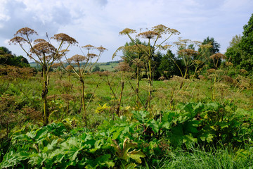 Fototapeta na wymiar Barszcz Sosnowskiego (Heracleum sosnowskyi) - niebezpieczna, trująca roślina
