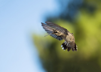 Rufous Hummingbird (Selasphorus rufus) in Flight