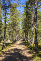 Obraz premium Pathway in the forest, Finland