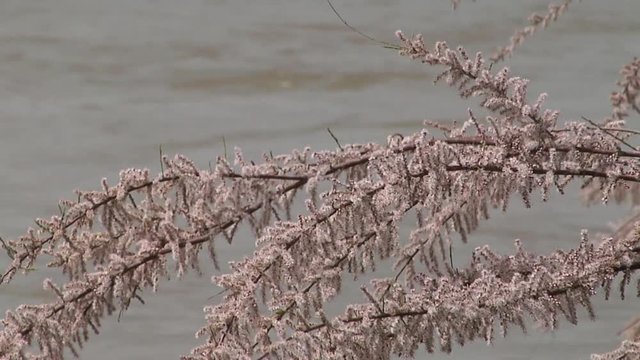 rami salice su fiume 