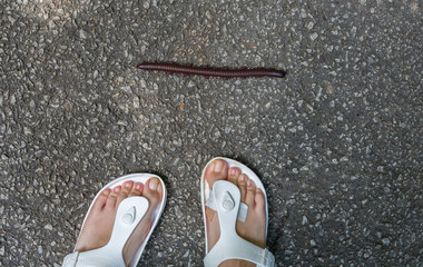 A huge millipede runs across the road right in front of the girl's legs.