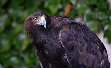 eagle