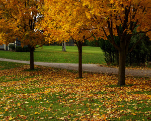 Fall in Ontario Park