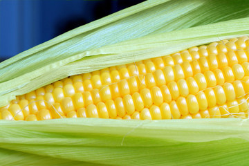 Fragment of corn cob with yellow ripe raw grains and green leaves on a blue background close up