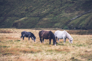 Fototapeta na wymiar Horses grazing in long grass