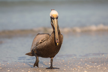 Brown pelican (Pelecanus occidentalis), Estero Lagoon, Florida
