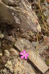 mountains landscape nature landscape view sky air oxygen autumn season grass trees blue yellow sand stone gray brown ridge water river rocks rock blue Altai Russia open space