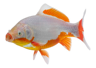 Fototapeta premium Goldfish known as a comet isolated on white backdrop. Domestic f