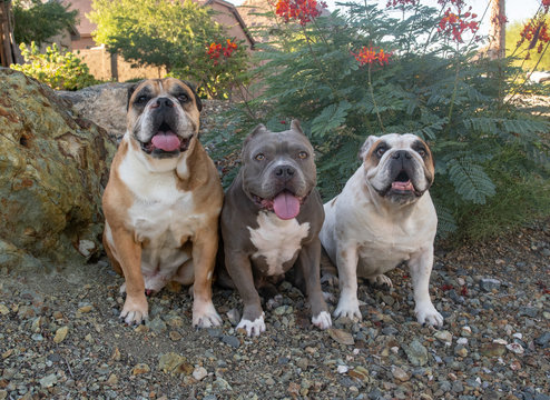 Two English Bulldogs and a mixed breed pitbull posing for a portrait