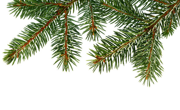 Fir tree branch isolated on white background. Pine. Christmas fir.