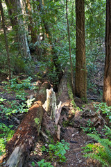 Trees and foliage in Muir Woods, California