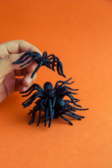 Hands of a child playing with black rubber spiders toys on orange paper background. Halloween october concept.