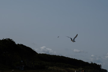 Fliegende Möwe