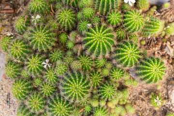 Selective focus close-up top-view shot on Golden barrel cactus Echinocactus grusonii cluster. well known species of cactus, endemic to east-central Mexico widely cultivated as an ornamental plant.