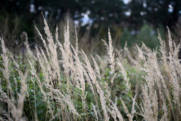 Dry grass lit by the sun in the autumn forest close up
