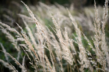 Fototapeta premium Dry grass lit by the sun in the autumn forest close up