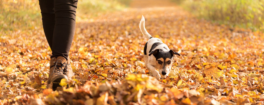 Woman goes with a dog walking in the autumn - jack russell terrier