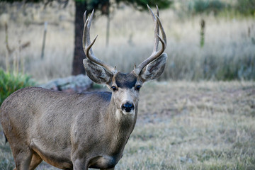 Mule Deer, wildlife, antler, game, nature, mammal,