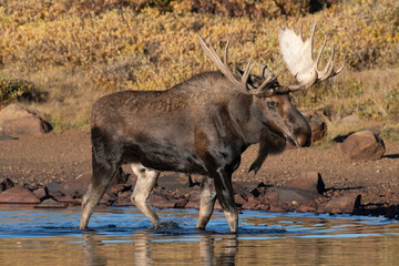 Large Bull Moose Walking in a lake