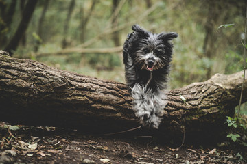 schwarzer Hund springt über einen Baumstamm im Wald