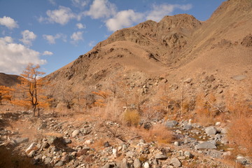 Fototapeta premium mountains landscape nature landscape view sky air oxygen autumn season grass trees blue yellow sand stone gray brown ridge water river rocks rock blue Altai,Russia open space