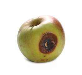 Rotten red apple isolated on white background, clipping path
