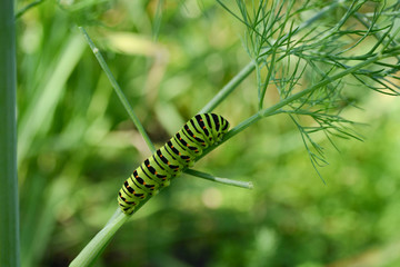 colorful caterpillar crawling on a branch of fennel