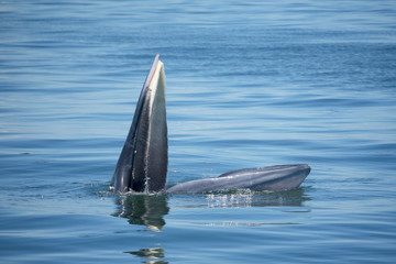 Huge Whale Bruda feed on a wide variety of fish in gulf of Thailand