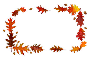 Frame of beautiful autumnal red oak leaves and acorn on a white background with space for text. Top view, flat lay.