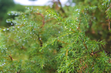 Close-up Dew drops on juniper branch. Wild juniper bush