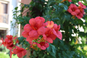 Fototapeta premium orange flower