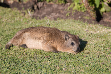 Rock hyrax (Procavia capensis) relaxing on the lawn in the sun, laying flat on it's side. Also known as a Dassie or rock rabbit.