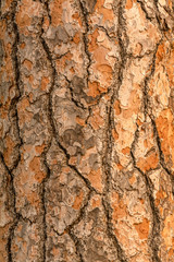 Red pine tree bark texture or background