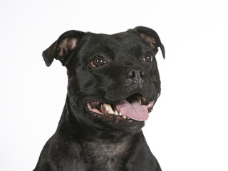 American staffordshire terrier portrait isolated on white. Image taken in a studio.